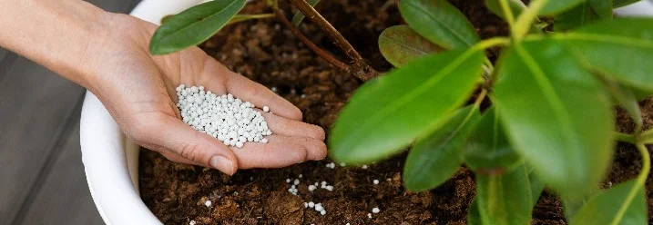 Hand düngt eine Pflanze